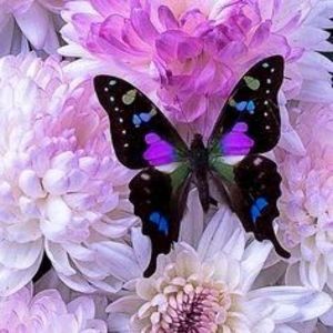 Meet your Posher, Selma